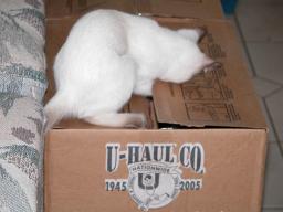 kittens - 071307 39